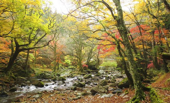 小田深山渓谷の紅葉狩り