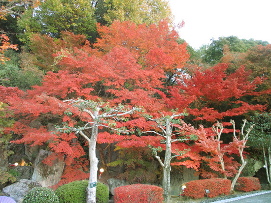 紅葉狩り 二之丸史跡庭園