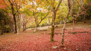 【2025年開催】新谷もみじまつり｜大洲・稲荷山公園の紅葉が彩る秋の絶景スポット！