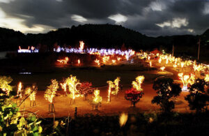 【三間の中山池自然公園イルミネーション2025 愛媛/宇和島市】 点灯式も開催！冬の宇和島を彩る20万球の光