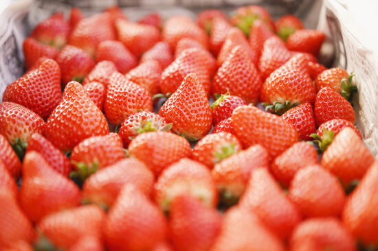 愛媛いちご狩り完全ガイド2026