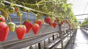 【はしもと農園 いちご狩り2026 愛媛/松前町】7種のいちご食べ放題！エミフルMASAKIの傍で味わう贅沢スイーツ体験