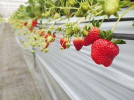 【徳田いちご園 いちご狩り2026 愛媛/大洲市】 紅ほっぺ・淡雪・真紅の美鈴も！徳田いちご園2026開園