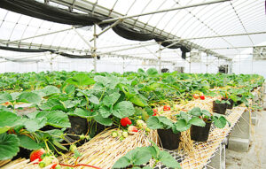 【いちごファーム北条 愛媛/松山市】 ハウスいっぱいに広がるいちごの甘い香りで特別なひととき［愛媛でいちご狩り］