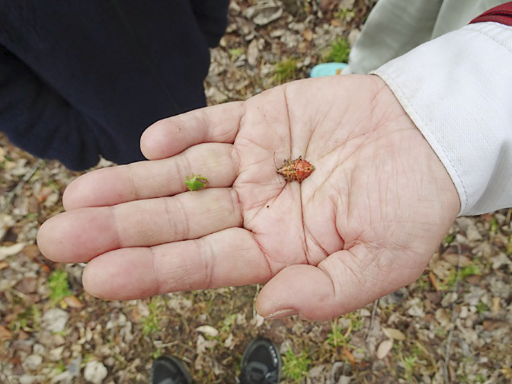 【昆虫観察事業 「冬の昆虫観察」 愛媛/松山市】 松山市野外活動センターで虫のプロと昆虫探しを楽しもう