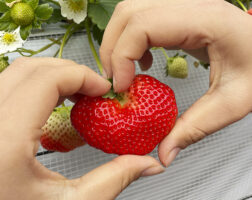 【まんまイチゴ園 愛媛/松前町】 完熟いちご11品種食べ比べ！スイーツやソフトも楽しめる松前町の人気スポット［愛媛でいちご狩り］