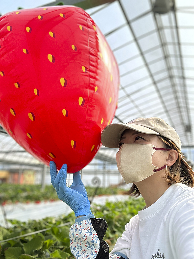 【まんまイチゴ園 いちご狩り 愛媛/松前町】 松前町の綺麗な地下水で育った9品種のいちごを食べ比べ