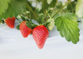 【東温ゆめいちご 愛媛/東温市】 いちご専業農園で味わう冬の贅沢［愛媛でいちご狩り］