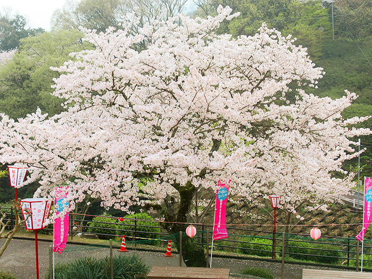 【三島公園桜まつり2025 愛媛/四国中央市】 瀬戸内海の絶景と一緒に楽しむ春の賑わい