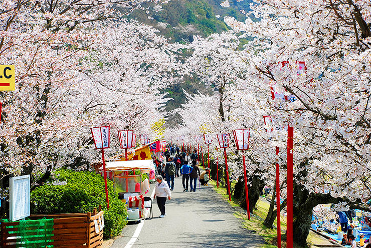 【武丈公園 お花見2025 愛媛/西条市】 加茂川沿いの桜並木で春を満喫