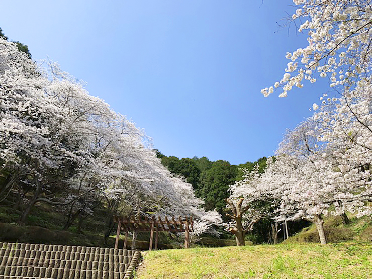 【南レク城辺公園大森山桜園 桜まつり2025 愛媛/愛南町】 約3000本が咲き誇る桜の宝庫