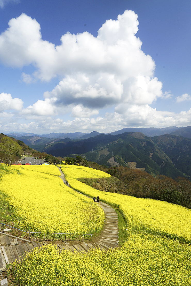 【翠波高原 お花見2025 愛媛/四国中央市】 花の名所で春のお花見をしよう