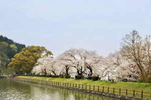 【滝の宮公園 お花見2025 愛媛/新居浜市】 ソメイヨシノ・陽光・山桜が咲き誇る桜の名所