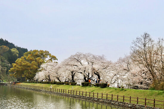 滝の宮公園 お花見2025