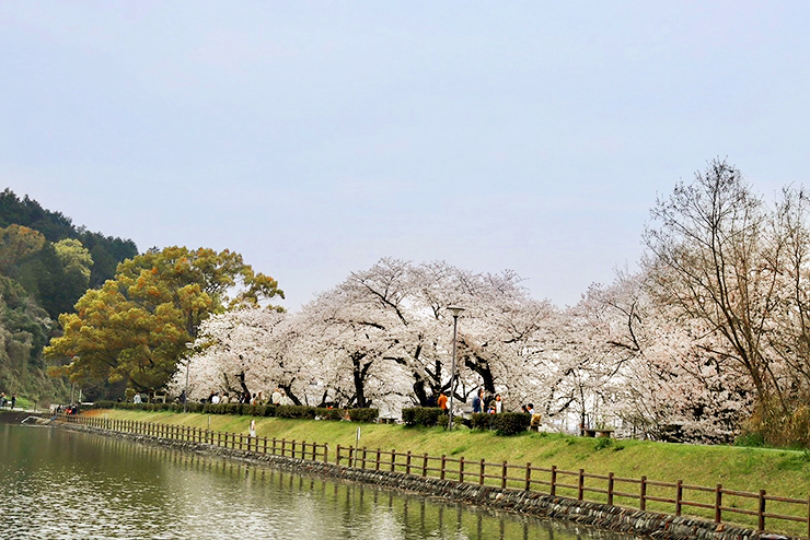 【滝の宮公園 お花見2025 愛媛/新居浜市】 ソメイヨシノ・陽光・山桜が咲き誇る桜の名所