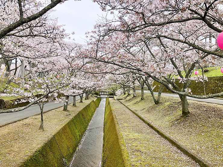 【宇和運動公園桜まつり 愛媛/西予市】 お腹も心も大満足！ 地元愛溢れるお祭りで春を満喫