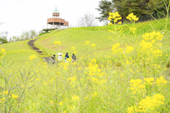 翠波高原 菜の花まつり