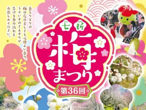 第36回 七折梅まつり2026 愛媛/砥部町】 梅の花と香りに包まれる癒しの