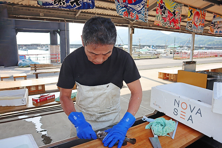 【宮窪の漁師市 愛媛/今治市】 新鮮なお魚に出会える！ ワクワクな朝市＆セリ体験！