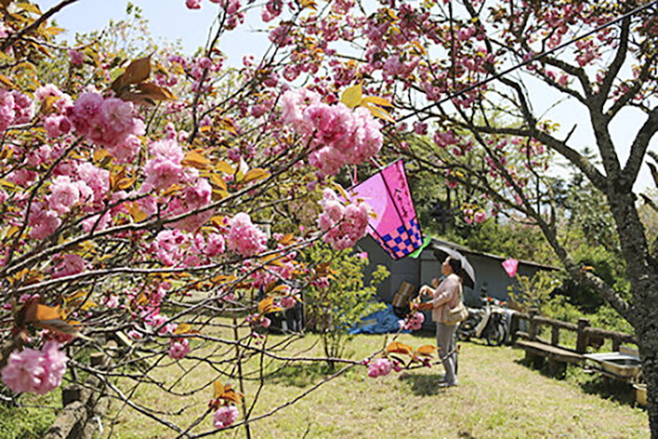 【第77回 観光さくらまつり 愛媛/大洲市】 城山公園・冨士山公園・八多喜祇園公園を巡る春の旅