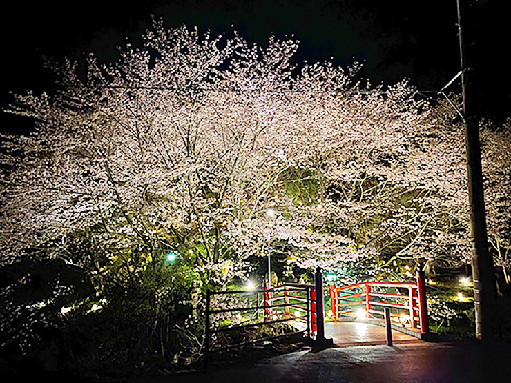 【いわぎ桜まつり2025 愛媛/上島町】 桜×海の絶景！ 満開の桜とご当地グルメで春の思い出を作ろう