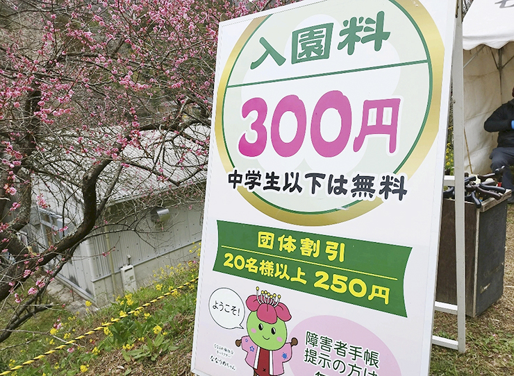 【第35回 七折梅まつり 愛媛/砥部町】 今年も七折梅まつりの季節が到来