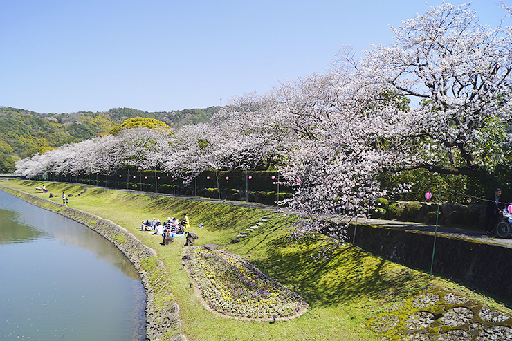 【南楽園外堀桜まつり2025 愛媛/宇和島市】 夜桜も絶景の愛媛桜名所で写真映え間違いなし！