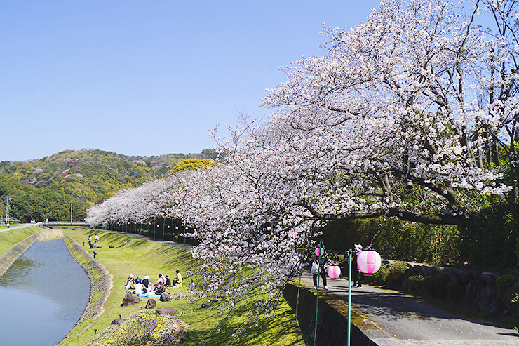 【南楽園外堀桜まつり2025 愛媛/宇和島市】 夜桜も絶景の愛媛桜名所で写真映え間違いなし！