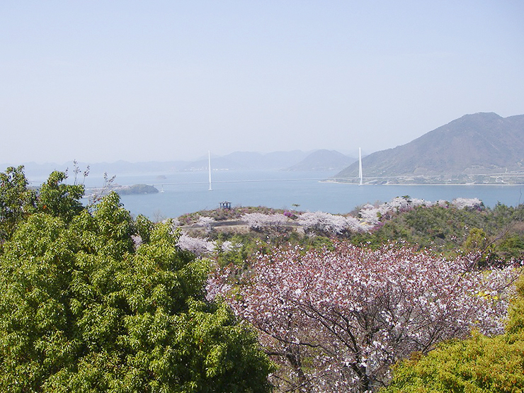 【開山公園 お花見2025 愛媛】 瀬戸内海の多島美を彩る約1000本のソメイヨシノ