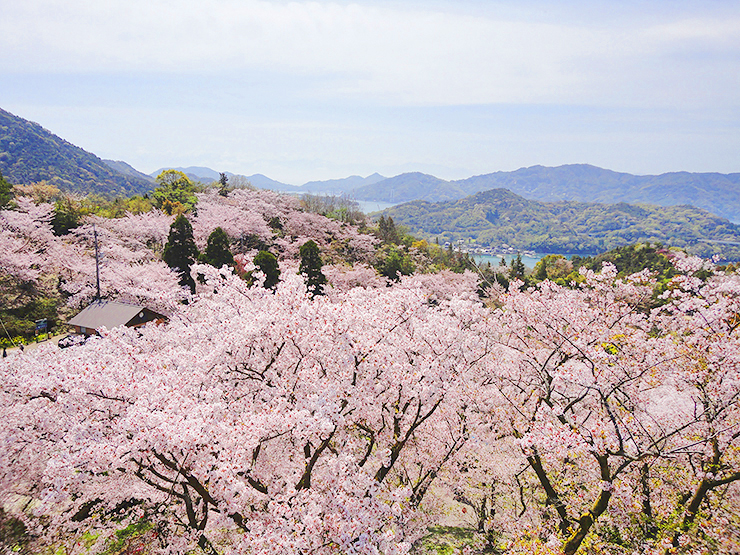 【開山公園 お花見2025 愛媛】 瀬戸内海の多島美を彩る約1000本のソメイヨシノ