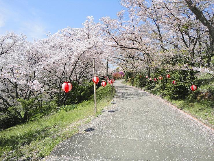 【開山公園 お花見2025 愛媛】 瀬戸内海の多島美を彩る約1000本のソメイヨシノ