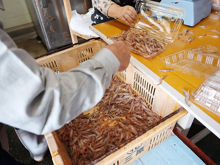 【宮窪の漁師市 愛媛/今治市】 新鮮なお魚に出会える！ ワクワクな朝市＆セリ体験！