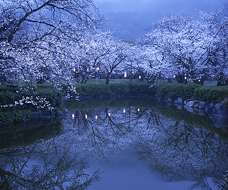 【すすきヶ原入野公園 春まつり2025 愛媛/四国中央市】 桜の名所でのんびり春時間