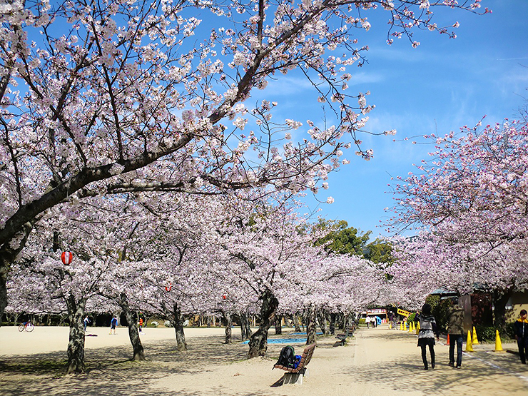 【道後公園 お花見2025 愛媛/松山市】 約300本の桜が彩る散歩スポット