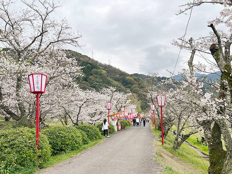 【武丈公園 お花見2025 愛媛/西条市】 加茂川沿いの桜並木で春を満喫