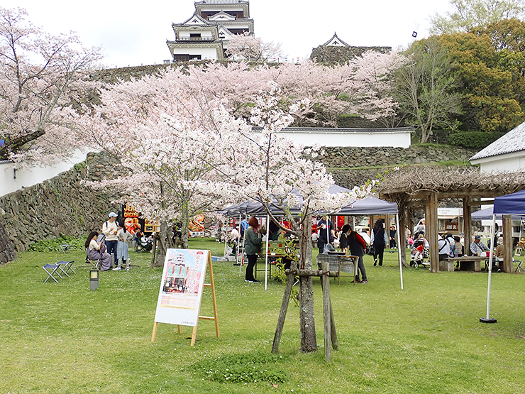 【第77回 観光さくらまつり 愛媛/大洲市】 城山公園・冨士山公園・八多喜祇園公園を巡る春の旅