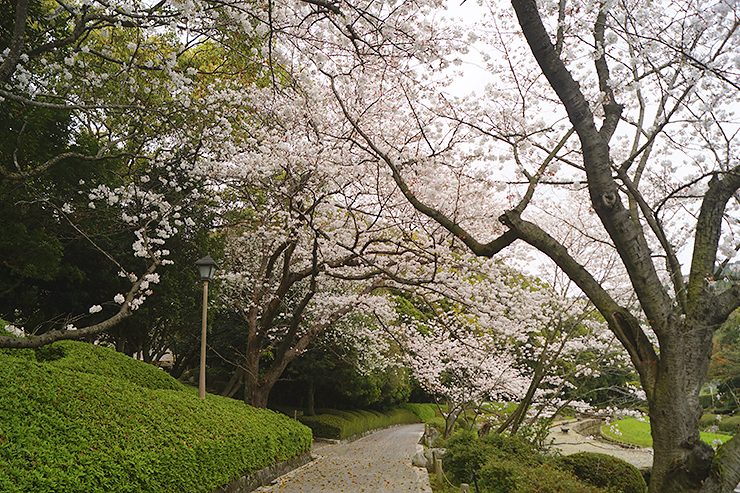 【南楽園外堀桜まつり2025 愛媛/宇和島市】 夜桜も絶景の愛媛桜名所で写真映え間違いなし！