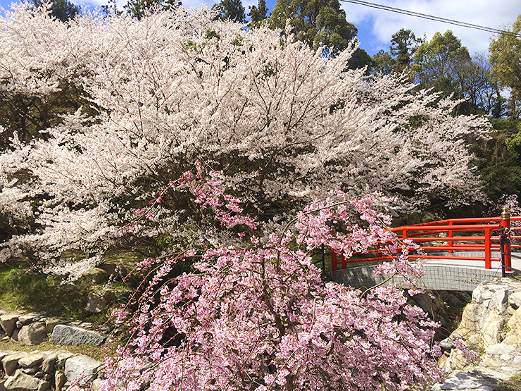 【いわぎ桜まつり2025 愛媛/上島町】 桜×海の絶景！ 満開の桜とご当地グルメで春の思い出を作ろう