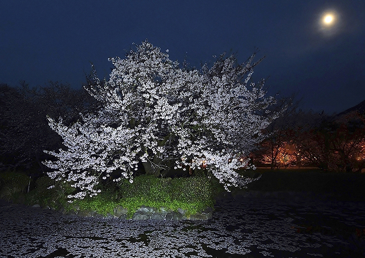 【すすきヶ原入野公園 春まつり2025 愛媛/四国中央市】 桜の名所でのんびり春時間