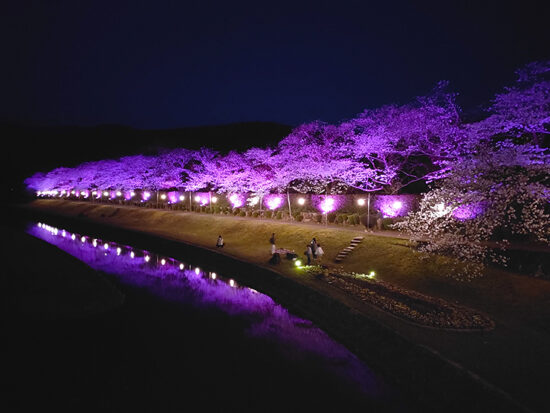 南楽園外堀桜まつり