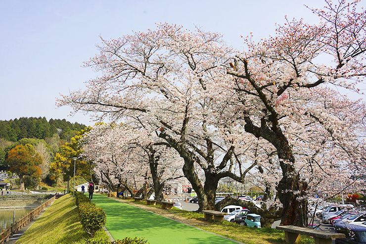 【滝の宮公園 お花見2025 愛媛/新居浜市】 ソメイヨシノ・陽光・山桜が咲き誇る桜の名所