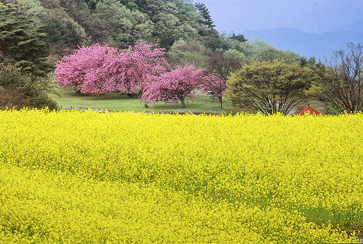 【翠波高原 お花見2025 愛媛/四国中央市】 花の名所で春のお花見をしよう