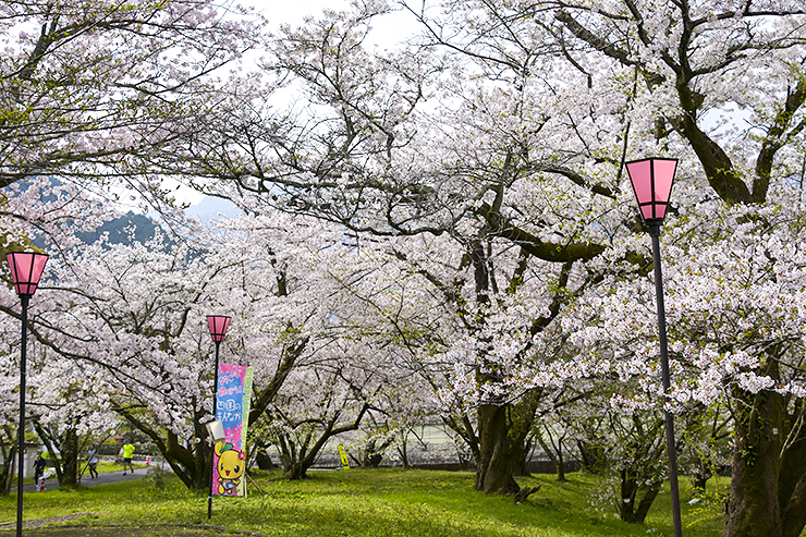 【すすきヶ原入野公園 春まつり2025 愛媛/四国中央市】 桜の名所でのんびり春時間