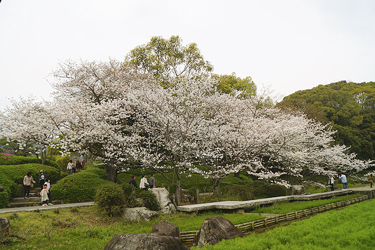 【南楽園外堀桜まつり2025 愛媛/宇和島市】 夜桜も絶景の愛媛桜名所で写真映え間違いなし！