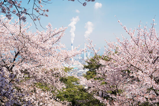 三島公園桜まつり2025_1