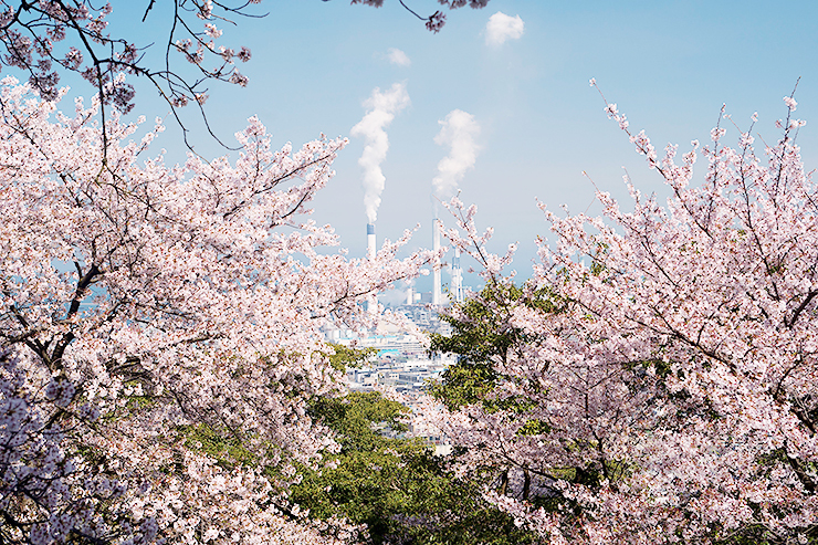 【三島公園桜まつり2025 愛媛/四国中央市】 瀬戸内海の絶景と一緒に楽しむ春の賑わい