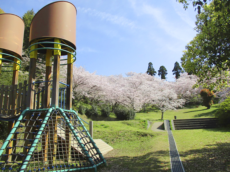 【開山公園 お花見2025 愛媛】 瀬戸内海の多島美を彩る約1000本のソメイヨシノ