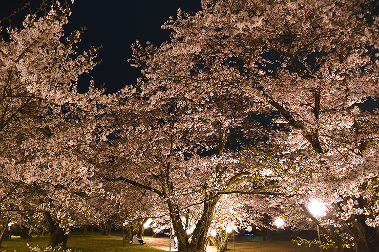 【すすきヶ原入野公園 春まつり2025 愛媛/四国中央市】 桜の名所でのんびり春時間