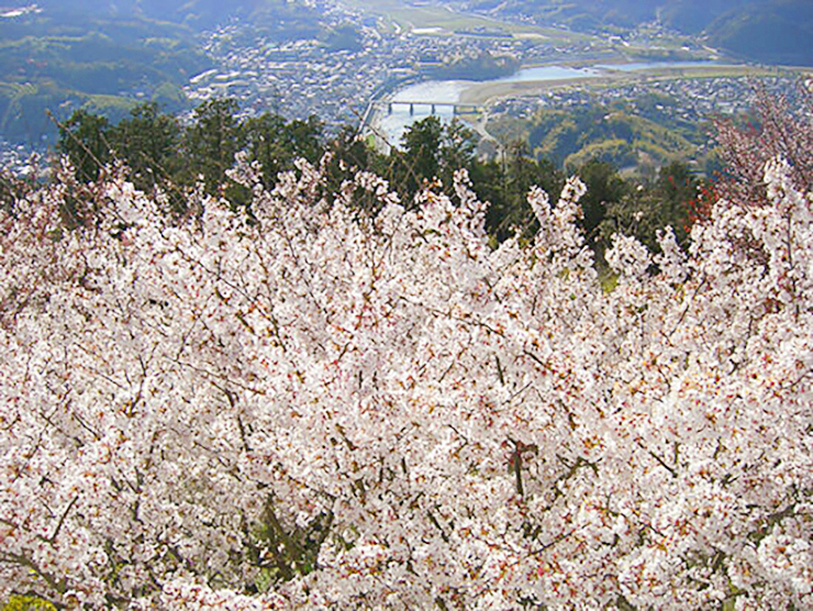 【第77回 観光さくらまつり 愛媛/大洲市】 城山公園・冨士山公園・八多喜祇園公園を巡る春の旅