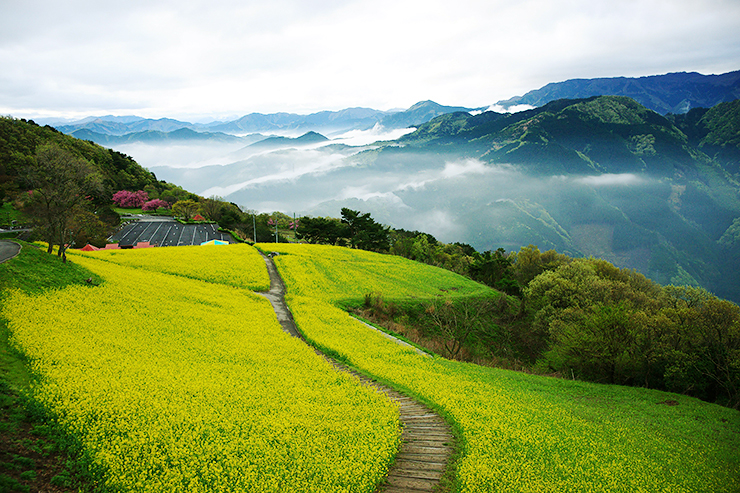 【翠波高原 お花見2025 愛媛/四国中央市】 花の名所で春のお花見をしよう